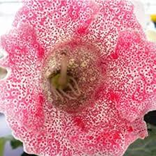 gloxinia sinningia flower seeds