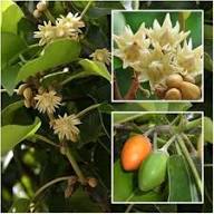 White Magizham Flower Seeds Heirloom Non-GMO High Germination Organic Garden Seeds for Planting