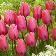 Perennial Tulip Flower Seeds Pink for Planting – Heirloom, Non-GMO, High Germination