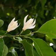 White Michauxia Tchihatchewii Flower Seeds – Heirloom, Non-GMO, High Germination Organic Garden Seeds for Planting
