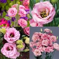 Pink Linanthus Grandiflorus Flower Seeds – Seeds for Planting, Heirloom, Non-GMO, High Germination Organic Garden Seeds