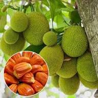 Orange Jackfruit Seeds for Planting – Heirloom, Non-GMO, High Germination Organic Garden Seeds for Large Sweet Jackfruits