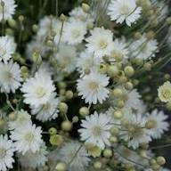 White Xeranthemum Flower Seeds – Heirloom, Non-GMO, High Germination Organic Garden Seeds