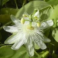 Subpeltata Flower Seeds for Planting – Heirloom, Non-GMO, High Germination Organic Garden Seeds