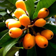 Orange Loquat Medlar Fruit Tree Seeds for Planting – Heirloom, Non-GMO, High Germination Organic Garden Seeds for Sweet Tangy Fruits