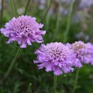 Semillas de flores de Scabiosa Púrpura – Herencia, no modificadas genéticamente, semillas orgánicas de jardín de alta germinación para sembrar