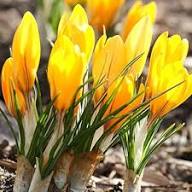 Yellow Crocus Flower Seeds – Heirloom, Non-GMO, High Germination Organic Garden Seeds