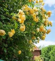 Yellow Climbing Rose Flower Seeds Heirloom Non-GMO High Germination Organic Garden Seeds for Planting
