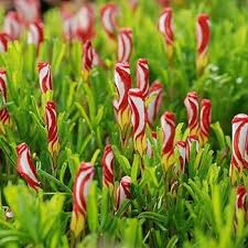 Red Oxalis Flowers Seeds – Heirloom, Non-GMO, High Germination Organic Garden Seeds for Planting