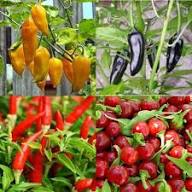 Mixed Chilli Seeds Heirloom Non-GMO High Germination Organic Garden Seeds for Planting