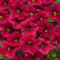 Red Calibrachoa Flower Seeds Heirloom Non-GMO High Germination Organic Garden Seeds for Planting
