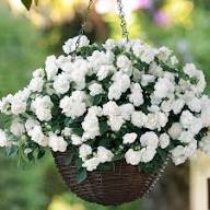 White Walleriana Flowers Seeds Heirloom Non-GMO High Germination Organic Garden Seeds