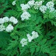 White Myrrhis Flower Seeds – Heirloom, Non-GMO, High Germination Organic Garden Seeds for Planting