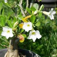 White Desert Roses Flower Seeds Heirloom Non-GMO High Germination Organic Garden Seeds for Planting