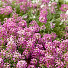 Pink Alyssum Flower Seeds for Planting – Heirloom, Non-GMO, High Germination Organic Garden Seeds