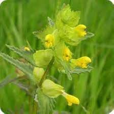 Rattle Flower Seeds Heirloom Non-GMO High Germination Organic Garden Seeds for Planting