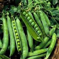 Green Pea – Heirloom, Non-GMO, High Germination Organic Garden Seeds Planting