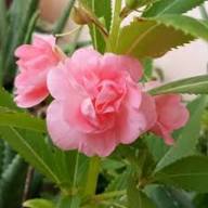 Rosa Balsam-Blumensamen – Alte Sorte, gentechnikfrei, hochkeimende Bio-Gartensamen zum Pflanzen