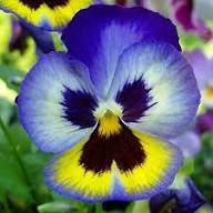 Violet Purple Pansy Flower Seeds Heirloom Non-GMO High Germination Organic Garden Seeds for Planting