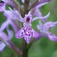 Purple Monkey Face Orchid Flower Seeds – Heirloom, Non-GMO, High Germination Organic Garden Seeds for Planting