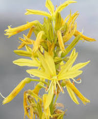 Yellow Asphodeline Flower Seeds for Planting – Heirloom, Non-GMO, High Germination Organic Garden Seeds