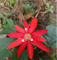 Semillas perennes de pasionaria roja, reliquia, sin OMG, alta germinación, semillas de jardín orgánicas para plantar
