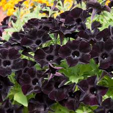 Black Petunia Flower Seeds for Planting – Heirloom Non-GMO High Germination Seeds