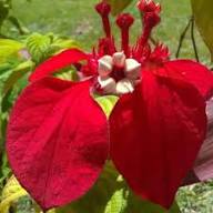Red Philippica Flower Seeds – Heirloom, Non-GMO, High Germination Organic Garden Seeds for Planting