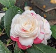 Pink White Camellia Flower Seeds Heirloom Non-GMO High Germination Organic Garden Seeds for Planting