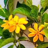 Yellow Goodenia Flower Seeds – Heirloom, Non-GMO, High Germination Seeds