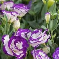 White Purple Lisianthus Flower Seeds for Planting – Heirloom, Non-GMO, High Germination