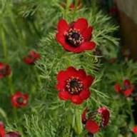 Red Adonis Annua Flower Seeds for Planting – Heirloom Non-GMO High Germination Organic Garden Seeds