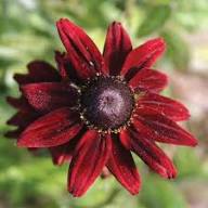 Red Rudbeckia Flower Seeds for Planting – Heirloom, Non-GMO, High Germination Organic Garden Seeds
