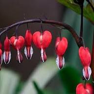 Red Bleeding Heart Flowers Seeds Heirloom Non-GMO High Germination Organic Garden Seeds for Planting