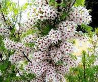 Pink Xanthoceras Flower Seeds for Planting Heirloom Non-GMO High Germination Organic Garden Seeds