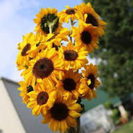 Yellow Sunflower Flower Seeds Heirloom Non-GMO High Germination Organic Garden Seeds for Planting
