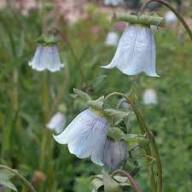 White Codonopsis Flower Seeds Heirloom Non-GMO High Germination Organic Garden Seeds for Planting