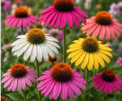 Semillas de flores orgánicas para jardín, variedad perenne, florece, echinacea purpurea, reliquia, no modificada genéticamente, alta germinación