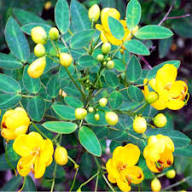 Yellow Semen Cassiae Flower Seeds Heirloom Non-GMO High Germination Organic Garden Seeds for Planting