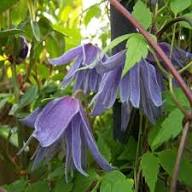 Purple Macropetala Flower Seeds – Heirloom, Non-GMO, High Germination Organic Garden Seeds for Planting Seeds for Planting