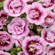 Pink Calibrachoa Flower Seeds – Heirloom Non-GMO High Germination Organic Garden Seeds for Planting