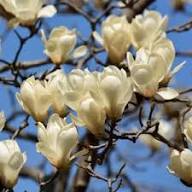 Magnolia Yulan Flower Seeds – Heirloom Non-GMO Organic Garden Seeds for Planting