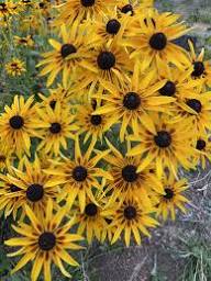 Rudbeckia Fulgida Flower Seeds for Planting – Heirloom, Non-GMO, High Germination Organic Garden Seeds