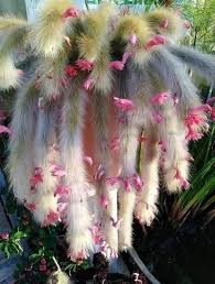 Pink Colademononis Blumensamen – Alte Sorte, gentechnikfrei, hohe Keimfähigkeit, Bio-Gartensamen zum Pflanzen