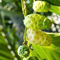 Morinda Citrifolia Fruit Seeds for Cultivation – Heirloom, Non-GMO, High Germination Organic Garden Seeds for Home Garden