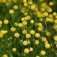 Yellow Craspedia Globosa Seeds – Heirloom, Non-GMO, High Germination Organic Garden Seeds
