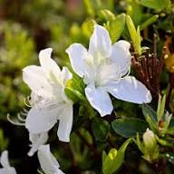 White Azalea Flower Seeds – Heirloom, Non-GMO, High Germination Organic Garden Seeds for Planting