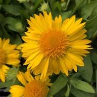 Yellow Gaillardia Flower Seeds Heirloom Non-GMO High Germination Organic Garden Seeds for Planting