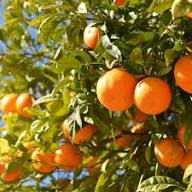 Semillas de Naranja Citrus Aurantium, Variedad Tradicional, No Modificadas Genéticamente, Alta Germinación, Semillas Orgánicas para Jardín