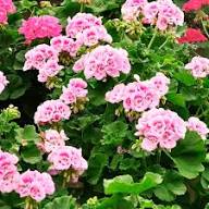 Rare Pink Geranium Flower Seeds Heirloom Non-GMO High Germination Organic Garden Seeds for Planting